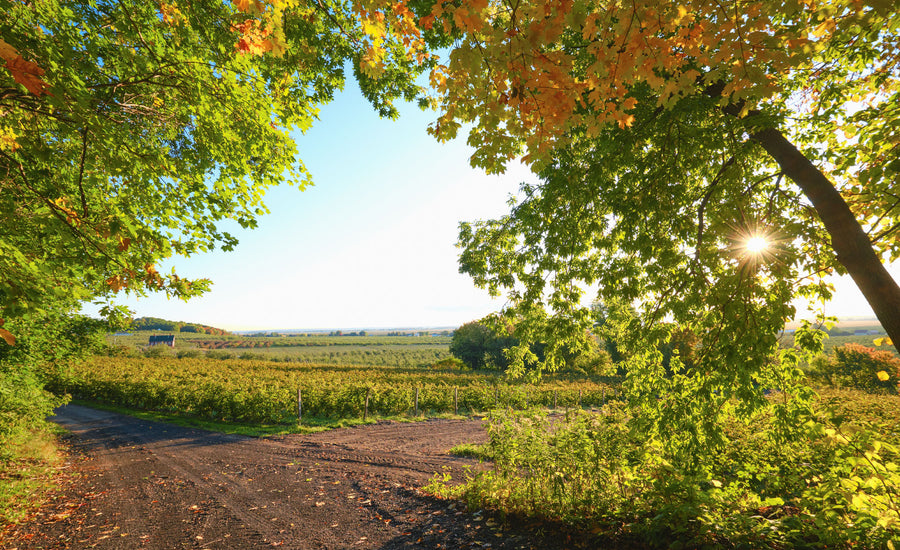 Vignoble et cidrerie Coteau Rougemont - Vue des champs avec le soleil