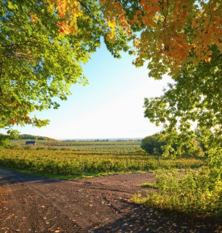 Vignoble et cidrerie Coteau Rougemont - vue des champs