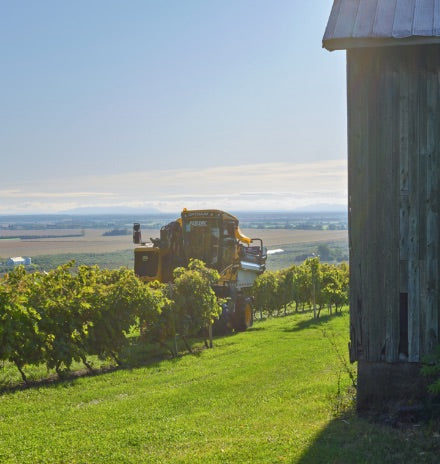 Vignoble et cidrerie Coteau Rougemont - vue au soleil