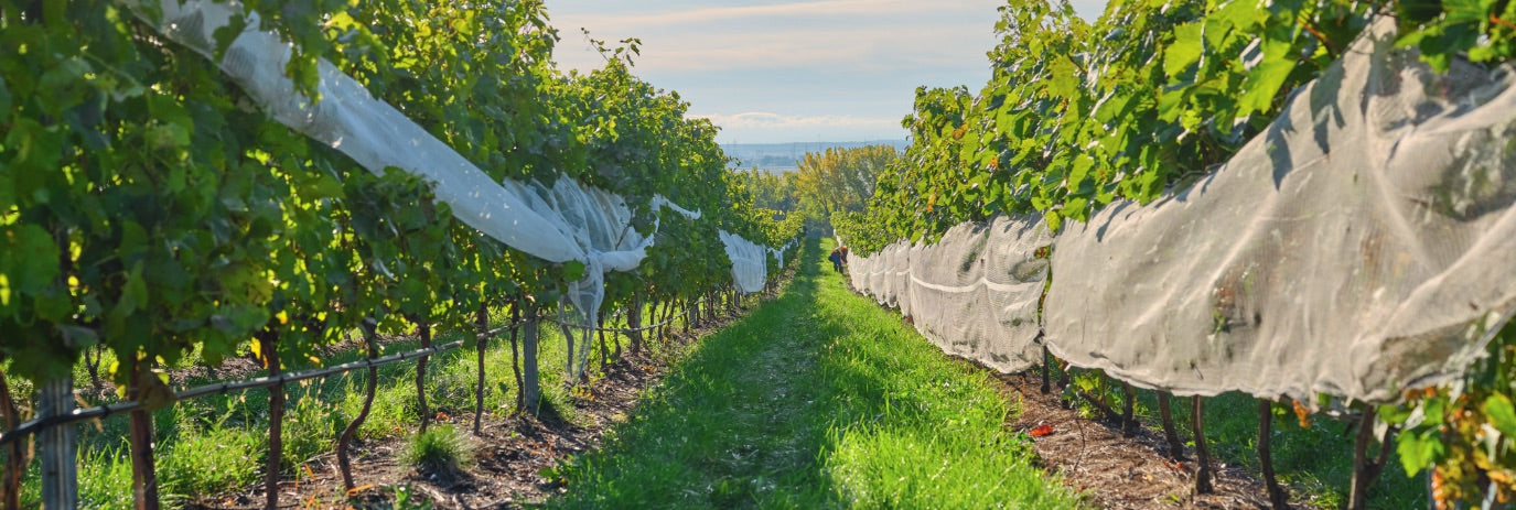 Vignoble et cidrerie Coteau Rougemont - Vignes avec protection