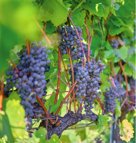 Vignoble et cidrerie Coteau Rougemont - Raisins