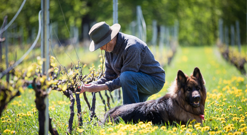 Vignoble et cidrerie Coteau Rougemont - homme dans les vigne avec son chien